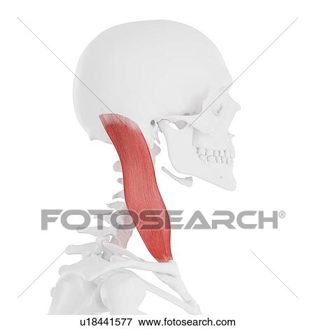 Sternocleidomastoid muscle, computer illustration. View Large Photo Image Stock Photo - Sternocleidomastoid muscle, computer illustration.. Fotosearch