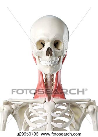 Sternocleidomastoid muscle, illustration View Large Photo Image Stock Image - Sternocleidomastoid muscle, illustration. Fotosearch