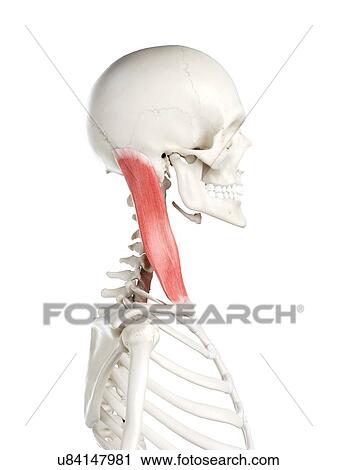 Stock Image - Sternocleidomastoid muscle, illustration. Fotosearch