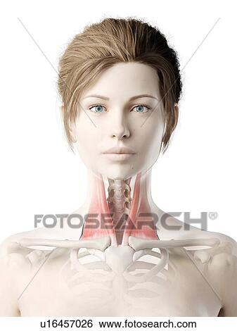 Stock Photograph - Sternocleidomastoid muscle, illustration. Fotosearch