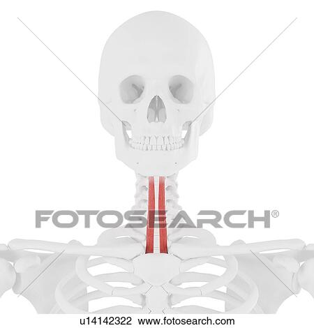 Sternohyoid muscle, computer illustration. View Large Photo Image Stock Image - Sternohyoid muscle, computer illustration.. Fotosearch