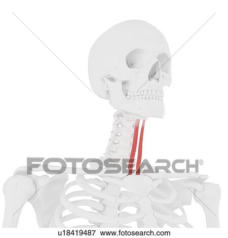 Sternohyoid muscle, computer illustration. View Large Photo Image Stock Photo - Sternohyoid muscle, computer illustration.. Fotosearch