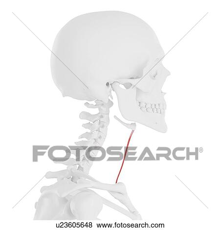 Sternohyoid muscle, computer illustration. View Large Photo Image Stock Photo - Sternohyoid muscle, computer illustration.. Fotosearch