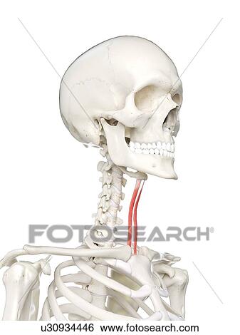 Sternohyoid muscle, illustration View Large Photo Image Stock Photograph - Sternohyoid muscle, illustration. Fotosearch