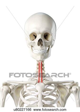 Sternohyoid muscle, illustration View Large Photo Image Stock Photograph - Sternohyoid muscle, illustration. Fotosearch