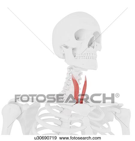 Stock Photo - Sternothyroid muscle, computer illustration.. Fotosearch