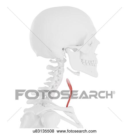 Stock Photo - Sternothyroid muscle, computer illustration.. Fotosearch