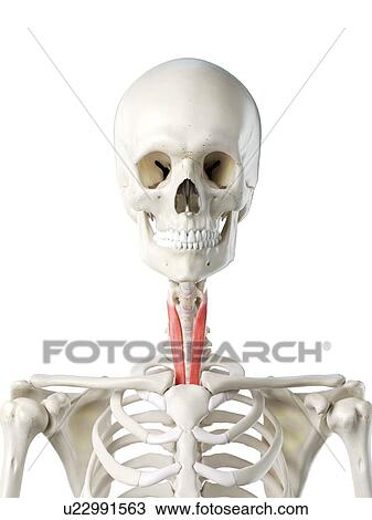 Sternothyroid muscle, illustration View Large Photo Image Stock Image - Sternothyroid muscle, illustration. Fotosearch