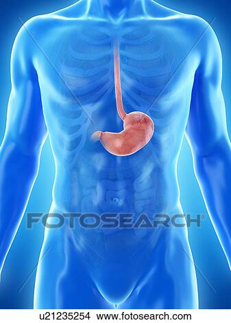 Picture - Stomach, computer illustration.. Fotosearch