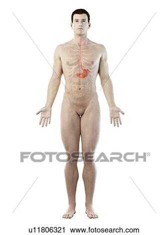 Stock Image - Stomach, computer illustration.. Fotosearch
