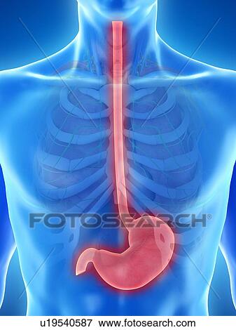 Stomach, computer illustration. View Large Photo Image Stock Photo - Stomach, computer illustration.. Fotosearch