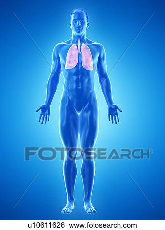 Stomach, computer illustration. View Large Photo Image Stock Photograph - Stomach, computer illustration.. Fotosearch