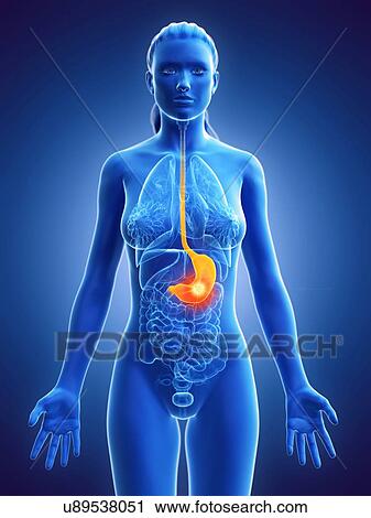Stomach, computer illustration. tumour View Large Photo Image Stock Image - Stomach, computer illustration. tumour. Fotosearch