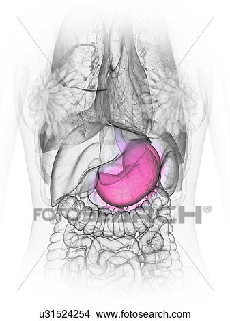 Picture - Stomach, illustration. Fotosearch