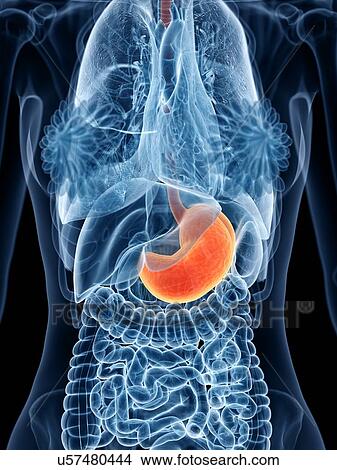 Stomach, illustration View Large Photo Image Picture - Stomach, illustration. Fotosearch