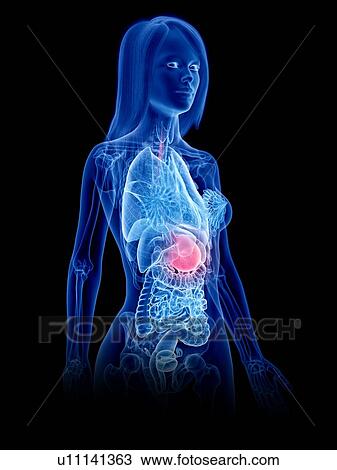 Stock Image - Stomach, illustration. Fotosearch