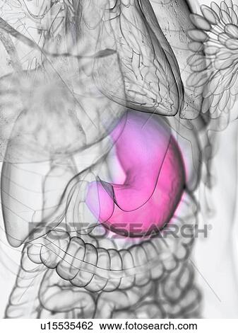 Stock Image - Stomach, illustration. Fotosearch