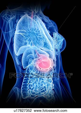 Stock Image - Stomach, illustration. Fotosearch