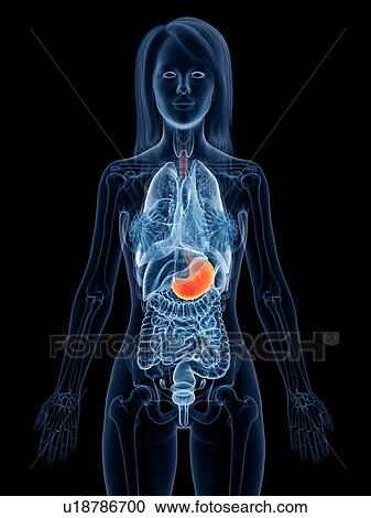 Stock Image - Stomach, illustration. Fotosearch
