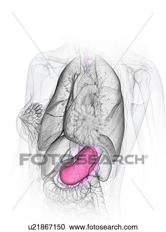 Stock Image - Stomach, illustration. Fotosearch