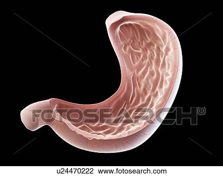 Stomach, illustration View Large Photo Image Stock Image - Stomach, illustration. Fotosearch