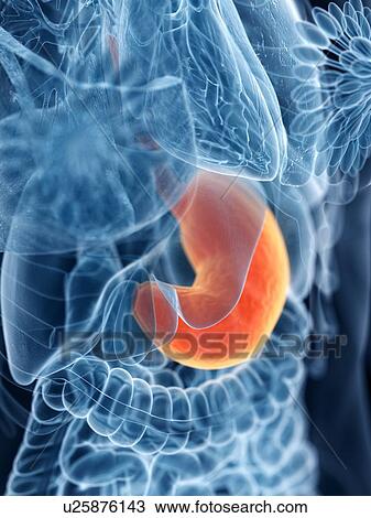 Stomach, illustration View Large Photo Image Stock Image - Stomach, illustration. Fotosearch