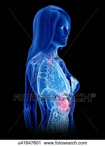 Stock Image - Stomach, illustration. Fotosearch