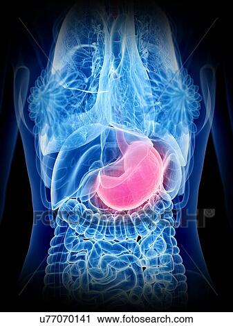 Stock Image - Stomach, illustration. Fotosearch