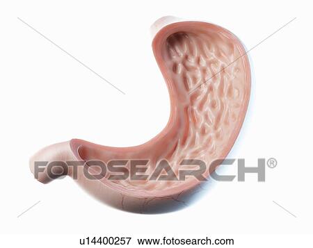 Stock Photo - Stomach, illustration. Fotosearch