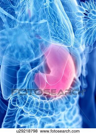 Stock Photo - Stomach, illustration. Fotosearch