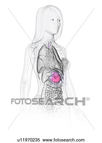 Stock Photography - Stomach, illustration. Fotosearch