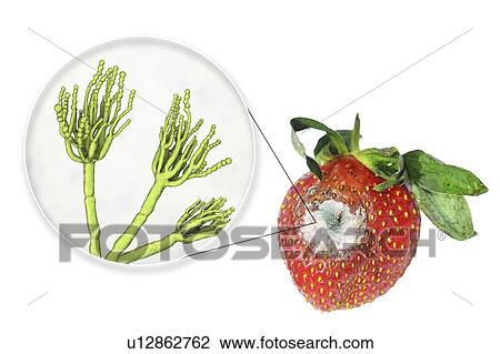 Strawberry covered with greenish mould. Photo of a strawberry and an illustration of the microscopic fungi Penicillium, which causes food spoilage and produces the antibiotic penicillin. There are over 100 species of Penicillium, two of which are... View Large Photo Image Stock Image - Strawberry covered with greenish mould. Photo of a strawberry and an illustration of the microscopic fungi Penicillium, which causes food spoilage and produces the antibiotic penicillin. There are over 100 species of Penicillium, two of which are.... Fotosearch