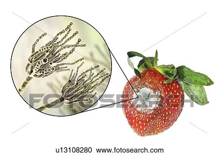 Strawberry covered with greenish mould. Photo of a strawberry and an illustration of the microscopic fungi Penicillium, which causes food spoilage and produces the antibiotic penicillin. There are over 100 species of Penicillium, two of which are... View Large Photo Image Stock Image - Strawberry covered with greenish mould. Photo of a strawberry and an illustration of the microscopic fungi Penicillium, which causes food spoilage and produces the antibiotic penicillin. There are over 100 species of Penicillium, two of which are.... Fotosearch