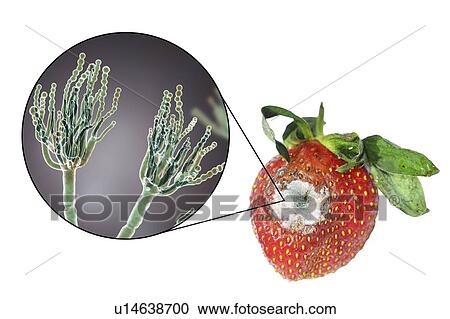 Strawberry covered with greenish mould. Photo of a strawberry and an illustration of the microscopic fungi Penicillium, which causes food spoilage and produces the antibiotic penicillin. There are over 100 species of Penicillium, two of which are... View Large Photo Image Stock Image - Strawberry covered with greenish mould. Photo of a strawberry and an illustration of the microscopic fungi Penicillium, which causes food spoilage and produces the antibiotic penicillin. There are over 100 species of Penicillium, two of which are.... Fotosearch