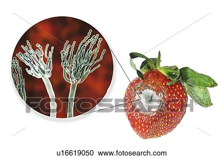 Stock Image - Strawberry covered with greenish mould. Photo of a strawberry and an illustration of the microscopic fungi Penicillium, which causes food spoilage and produces the antibiotic penicillin. There are over 100 species of Penicillium, two of which are.... Fotosearch
