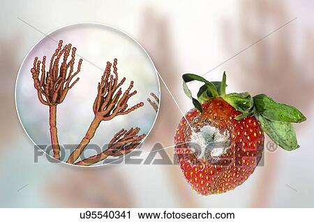 Strawberry covered with greenish mould and an illustration of the microscopic fungi Penicillium, which causes food spoilage and produces the antibiotic penicillin. There are over 100 species of Penicillium, two of which are known to cause decay of... View Large Photo Image Stock Image - Strawberry covered with greenish mould and an illustration of the microscopic fungi Penicillium, which causes food spoilage and produces the antibiotic penicillin. There are over 100 species of Penicillium, two of which are known to cause decay of.... Fotosearch