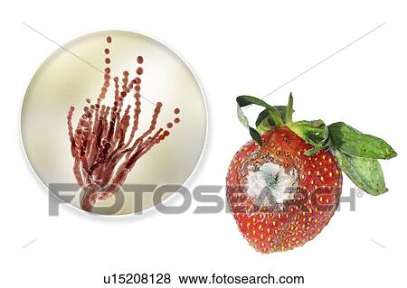 Stock Photo - Strawberry covered with greenish mould. Photo of a strawberry and an illustration of the microscopic fungi Penicillium, which causes food spoilage and produces the antibiotic penicillin. There are over 100 species of Penicillium, two of which are.... Fotosearch