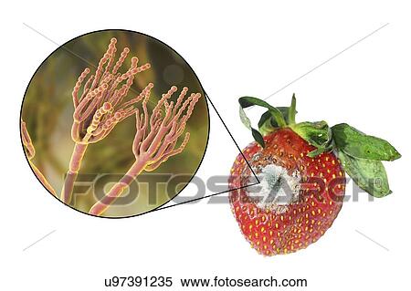Stock Photography - Strawberry covered with greenish mould. Photo of a strawberry and an illustration of the microscopic fungi Penicillium, which causes food spoilage and produces the antibiotic penicillin. There are over 100 species of Penicillium, two of which are.... Fotosearch