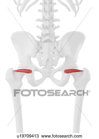 Stock Image - Superior gemellus muscle, computer illustration.. Fotosearch