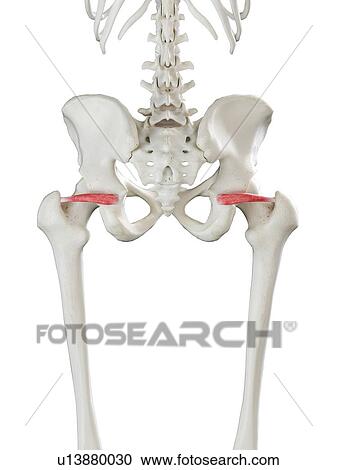 Stock Image - Superior gemellus muscle, illustration. Fotosearch