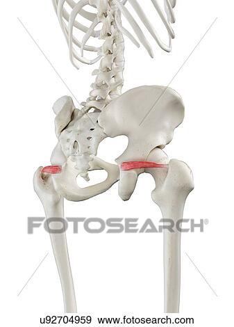 Stock Photo - Superior gemellus muscle, illustration. Fotosearch