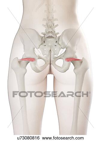 Stock Photograph - Superior gemellus muscle, illustration. Fotosearch