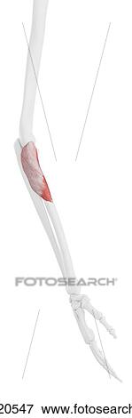Supinator muscle, illustration View Large Photo Image Stock Photo - Supinator muscle, illustration. Fotosearch