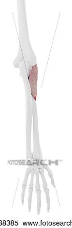 Supinator muscle, illustration View Large Photo Image Stock Photography - Supinator muscle, illustration. Fotosearch