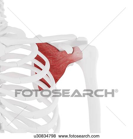 Supscapularis muscle, computer illustration. View Large Photo Image Stock Photo - Supscapularis muscle, computer illustration.. Fotosearch