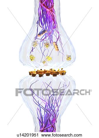 Stock Image - Synapse, illustration. Fotosearch