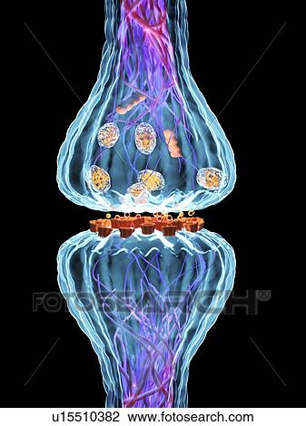 Stock Image - Synapse, illustration. Fotosearch