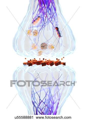 Stock Image - Synapse, illustration. Fotosearch