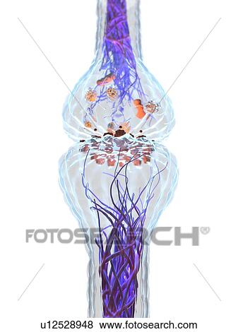 Stock Photo - Synapse, illustration. Fotosearch