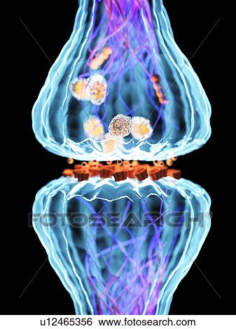 Stock Photograph - Synapse, illustration. Fotosearch